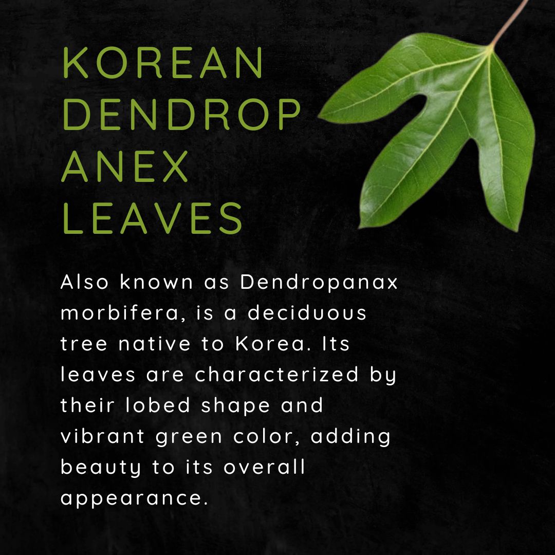 Discover BYS BYS WELLNESS discover-bys-bys-wellness